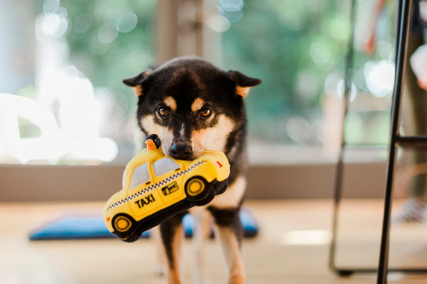 Canine Commute Toy Set