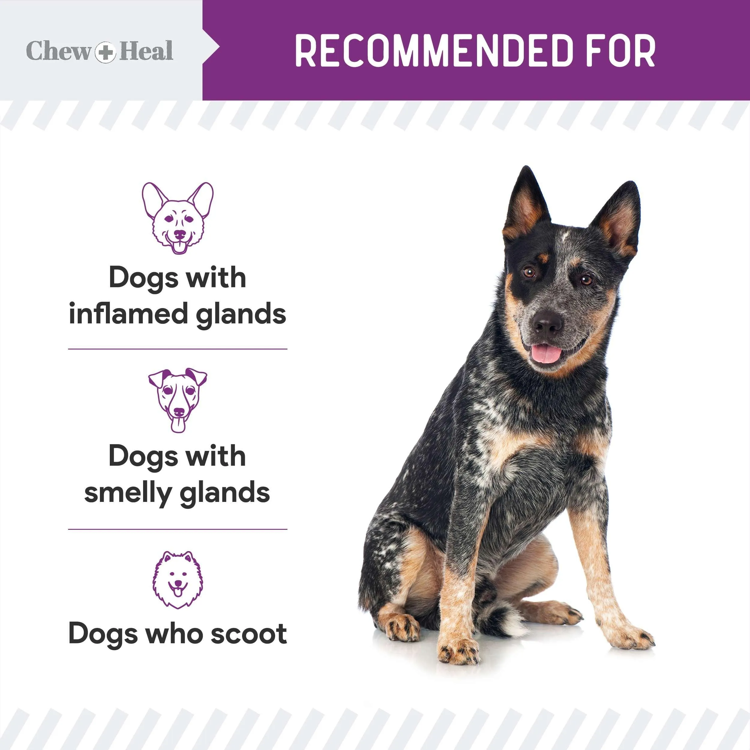 Chew   Heal No Scoot for Dogs - for Healthy Anal Gland Function