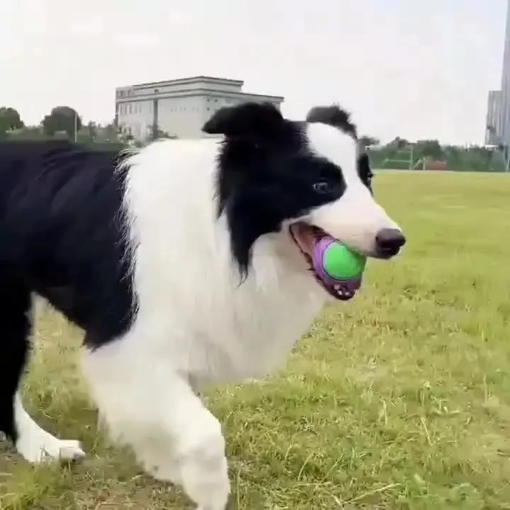 Chew Resistant Rubber Ball for Dogs