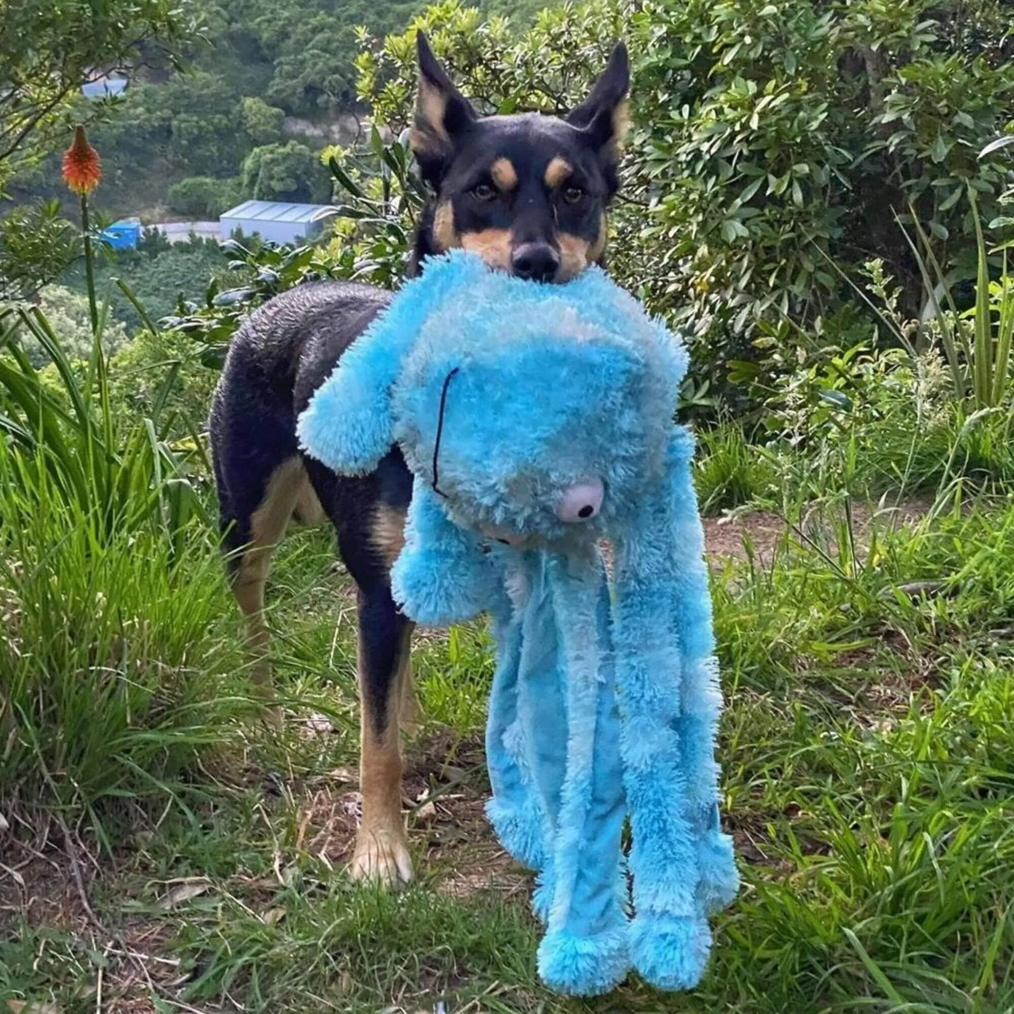 Gor Hugs Reef Octopus Dog Toy