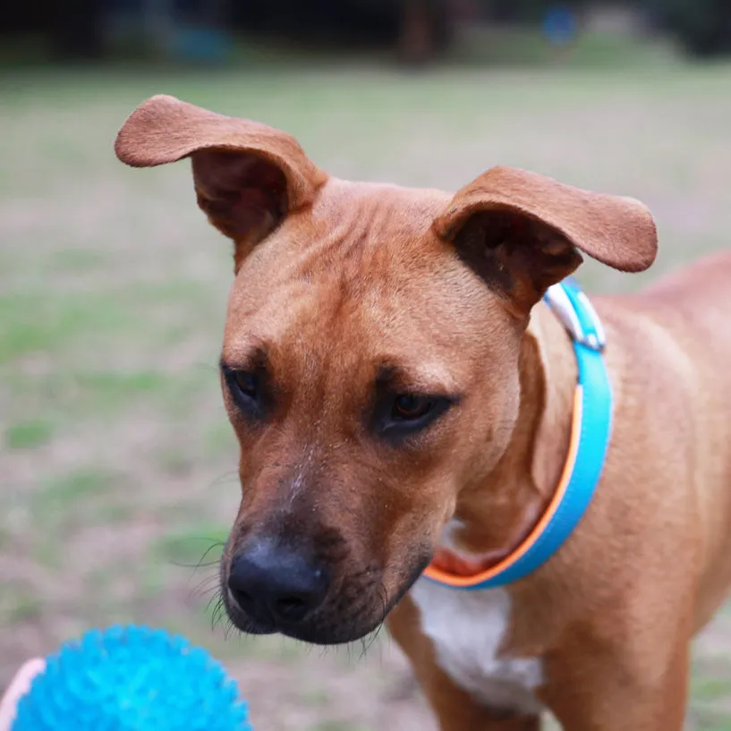 Kazoo Space Ball Medium Dog Toy