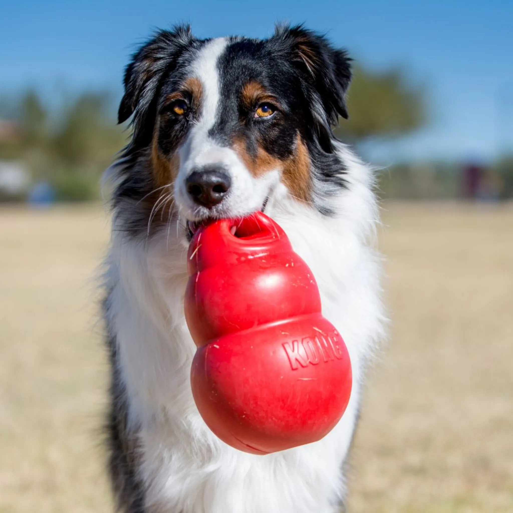 Kong Medium Bounzer Dog Toy