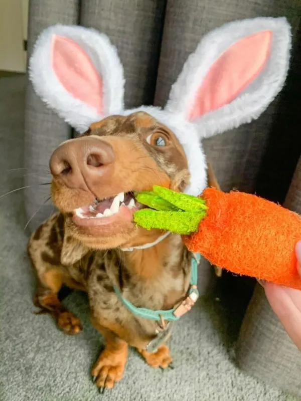 Loofah Carrot Dental Toy