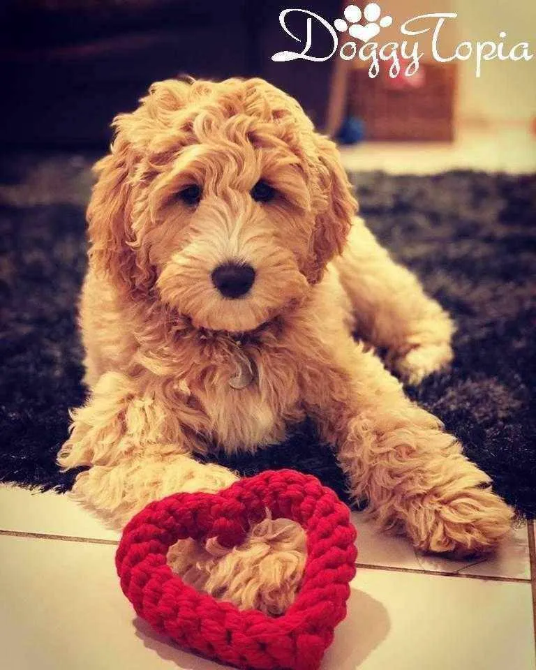 Love Heart Rope Dog Toy