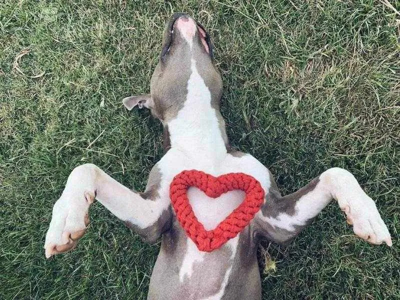 Love Heart Rope Dog Toy