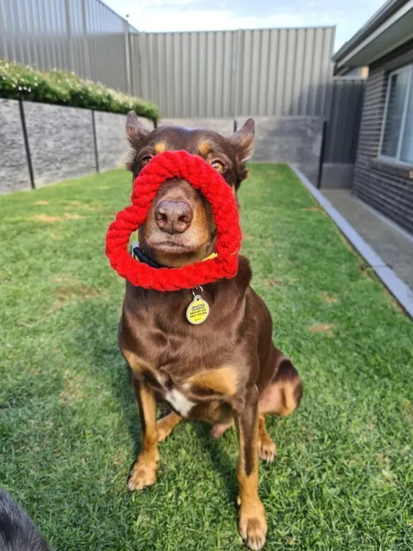 Love Heart Rope Dog Toy