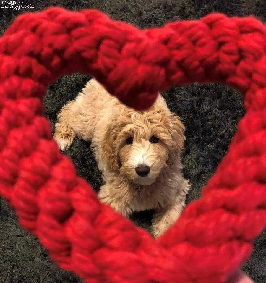 Love Heart Rope Dog Toy